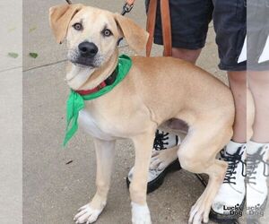 Sam - Male Labrador Retriever-Unknown Mix Dog for Adoption