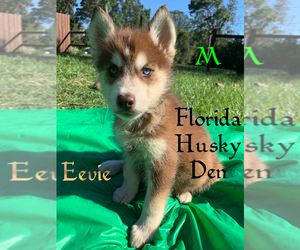 Siberian Husky Puppy for sale in NEW PORT RICHEY, FL, USA