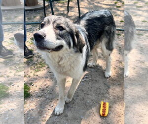 Pyrenees Husky Dogs for adoption in Tracy City, TN, USA