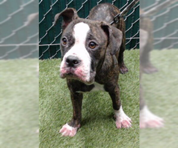 Medium Photo #1 Boxer Puppy For Sale in Downey, CA, USA