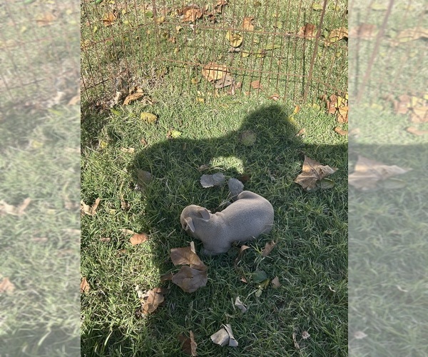 Medium Photo #20 Boston Terrier Puppy For Sale in ATWOOD, OK, USA