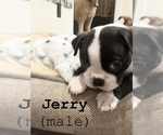 Puppy Jerry Boston Terrier