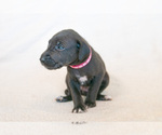 Small Photo #3 Great Dane Puppy For Sale in KANAB, UT, USA
