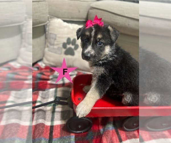 Medium Photo #2 German Shepherd Dog Puppy For Sale in ALACHUA, FL, USA