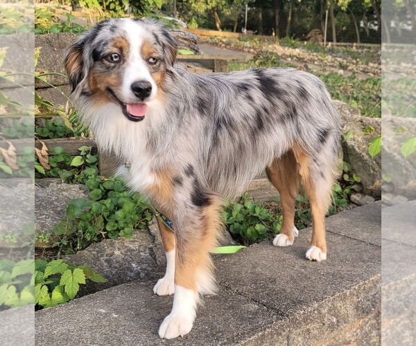 Medium Photo #2 Australian Shepherd Puppy For Sale in Batavia, OH, USA