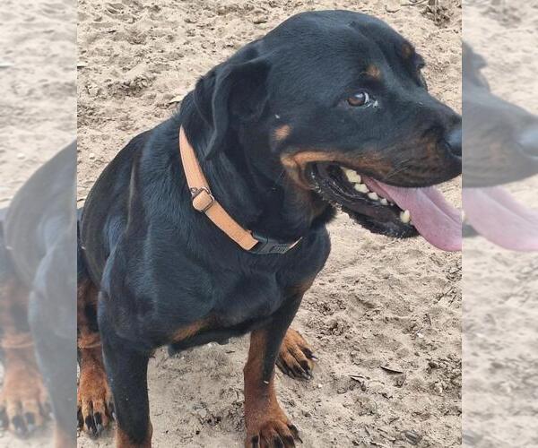 Medium Photo #1 Rottweiler Puppy For Sale in San Antonio, TX, USA