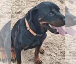 Small Rottweiler