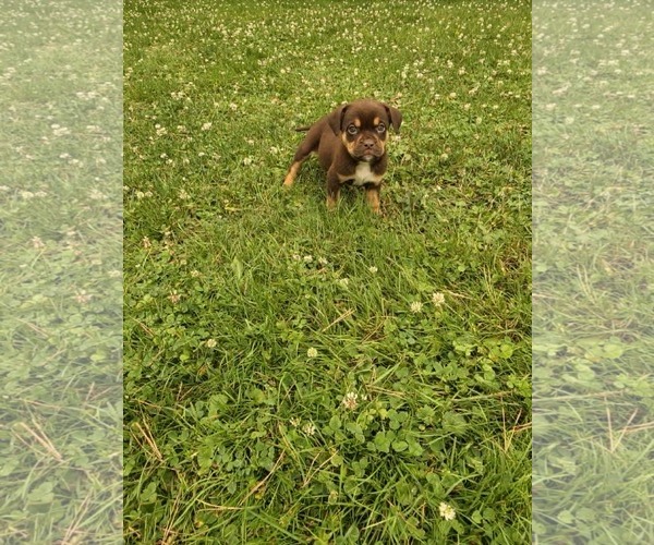 Medium Photo #3 Labrador Retriever-Unknown Mix Puppy For Sale in SHERBURNE, NY, USA