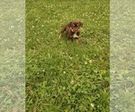 Small #2 Labrador Retriever Mix