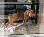 Small #13 Dachshund-Doberman Pinscher Mix