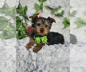 Yorkshire Terrier Puppy for sale in INDIANAPOLIS, IN, USA