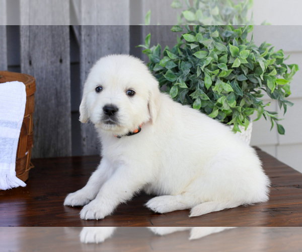 Medium Photo #13 English Cream Golden Retriever Puppy For Sale in NAPPANEE, IN, USA