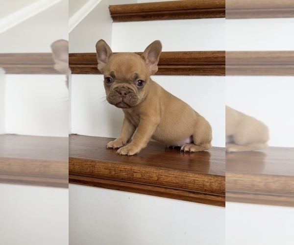 Medium Photo #4 French Bulldog Puppy For Sale in ELBERON PARK, NJ, USA