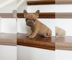 Small #3 French Bulldog