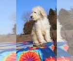 Small Photo #11 Goldendoodle Puppy For Sale in UNION CITY, TN, USA