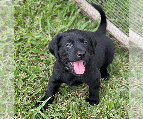 Medium Photo #5 Labrador Retriever Puppy For Sale in MAGNOLIA, TX, USA