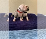 Small Photo #4 American Bully Puppy For Sale in BATON ROUGE, LA, USA