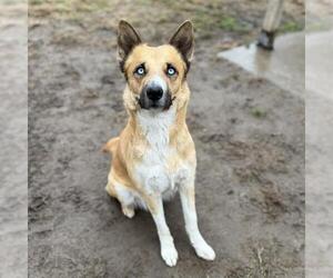 German Shepherd Dog Dogs for adoption in Modesto, CA, USA