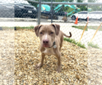 Small #5 Mutt