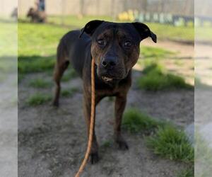 Mutt Dogs for adoption in Modesto, CA, USA