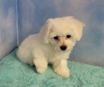 Small Photo #5 Bichon Frise Puppy For Sale in Shelbyville, IN, USA