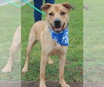 Small #1 American Pit Bull Terrier-Golden Retriever Mix