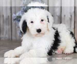 Poochon Puppy for sale in MOUNT VERNON, OH, USA