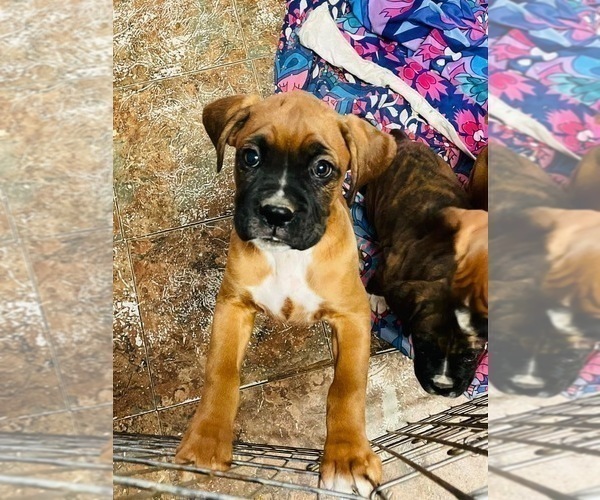 Medium Photo #22 Boxer Puppy For Sale in COWETA, OK, USA