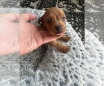 Small #4 Dachshund