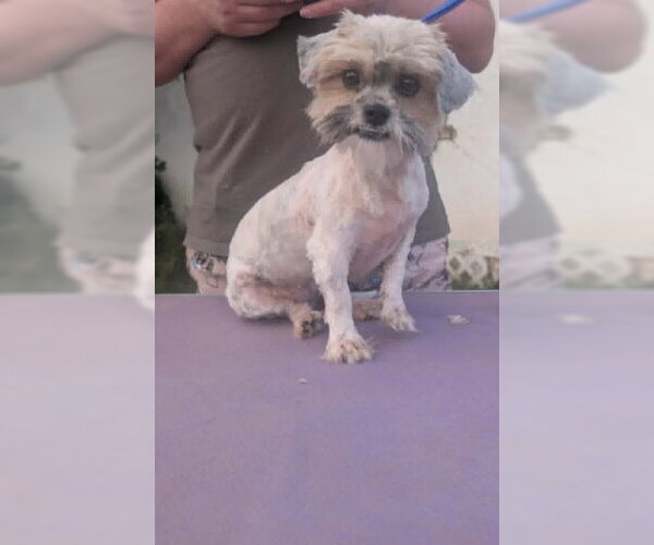 Medium Photo #2 Shih Tzu-Unknown Mix Puppy For Sale in Grafton, WI, USA