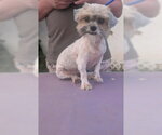 Small #1 Shih Tzu Mix