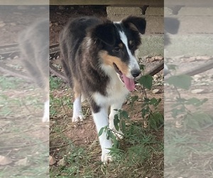 Shetland Sheepdog Puppy for sale in UNICOI, TN, USA