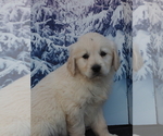 Small Photo #6 Golden Retriever Puppy For Sale in WIRTZ, VA, USA