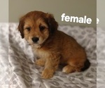 Puppy Roxy Silky Cocker