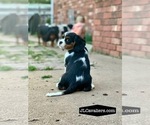 Puppy Aladdin ACA Cavalier King Charles Spaniel