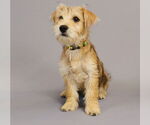 Small Cairn Terrier Mix