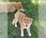 Puppy 1 Shiba Inu