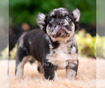 Small #4 French Bulldog