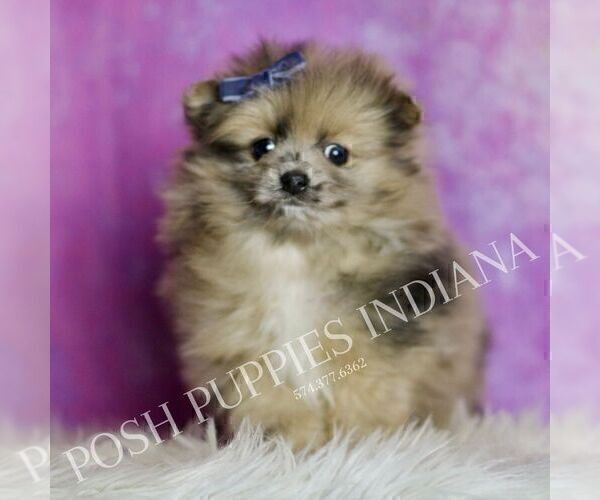 Medium Photo #43 Pomeranian Puppy For Sale in WARSAW, IN, USA