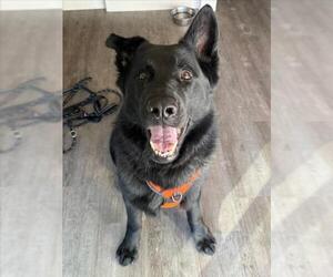 German Shepherd Dog Dogs for adoption in Woodland, CA, USA