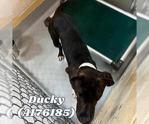 American Pit Bull Terrier-Unknown Mix Dogs for adoption in Tulsa, OK, USA