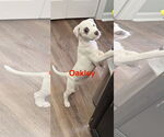 Small American Pit Bull Terrier-Border Collie Mix