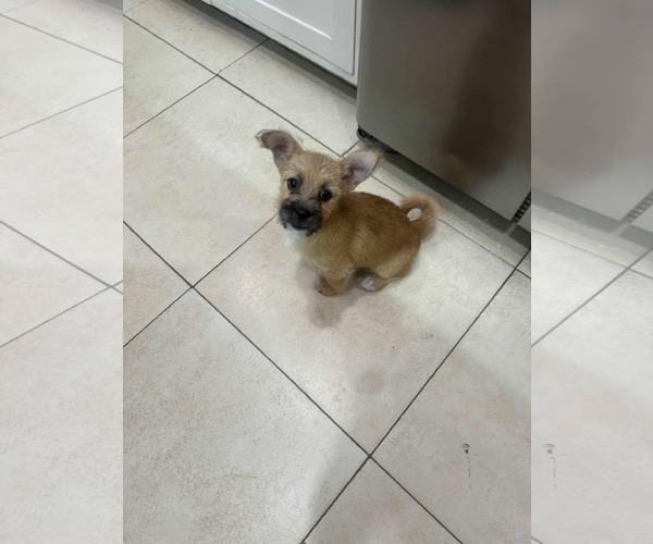 Medium Photo #1 Border Terrier-Unknown Mix Puppy For Sale in Princeton, MN, USA
