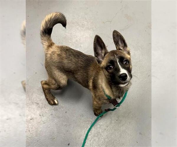 Medium Photo #1 Gerberian Shepsky Puppy For Sale in Peoria, IL, USA