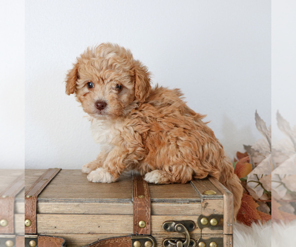 Medium Photo #2 Cavapoo Puppy For Sale in ARTHUR, IL, USA