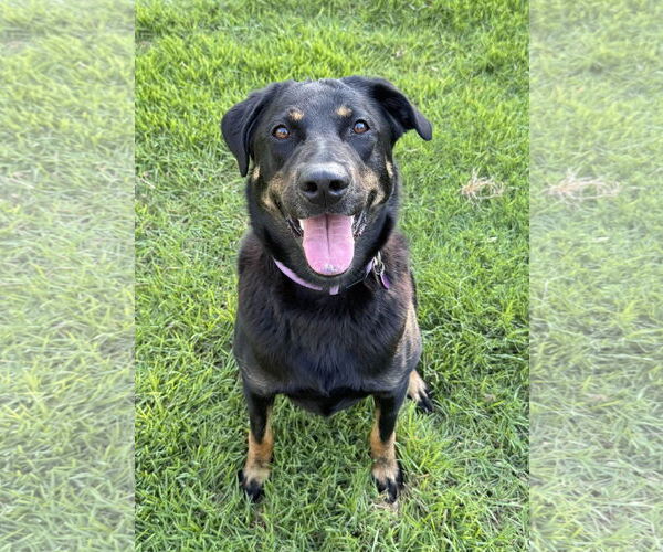 Medium Photo #7 Labrador Retriever-Unknown Mix Puppy For Sale in Fort Worth, TX, USA