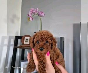 Poodle (Toy) Dogs for adoption in QUEENS, NY, USA