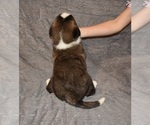 Small #39 Saint Bernard