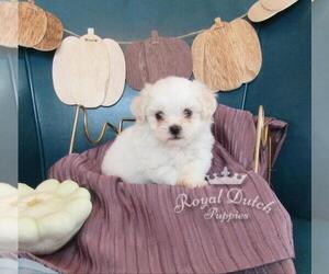 Zuchon Puppy for sale in LE MARS, IA, USA