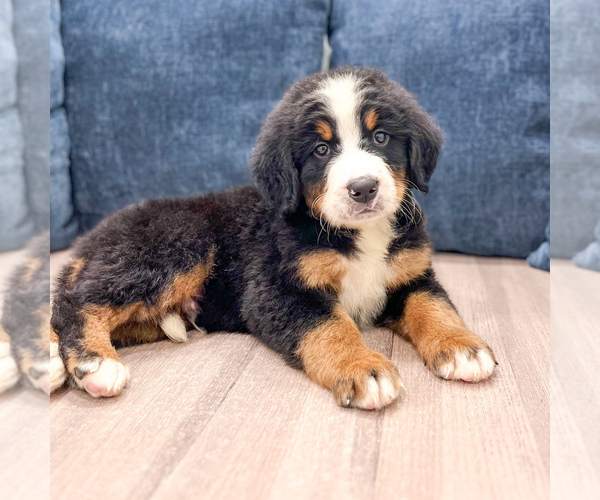 Medium Photo #2 Bernese Mountain Dog Puppy For Sale in DUNDEE, OH, USA